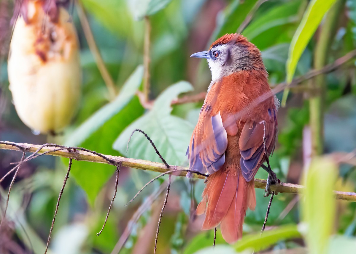 Marcapata Spinetail - Sue&Gary Milks