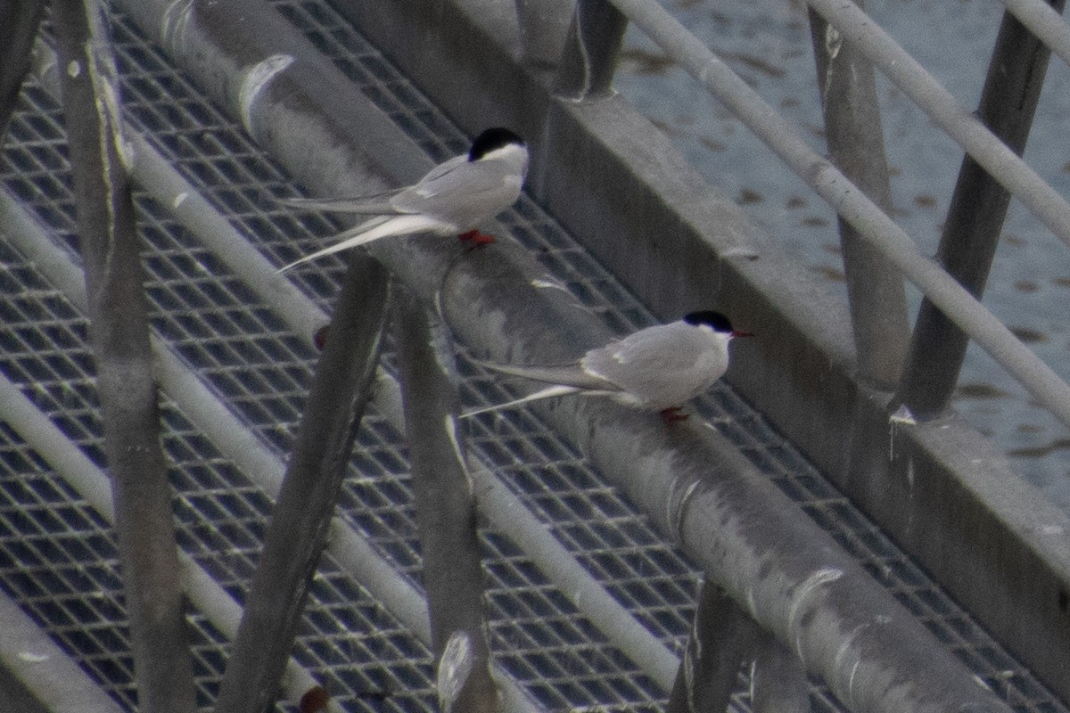 Arctic Tern - ML252257571