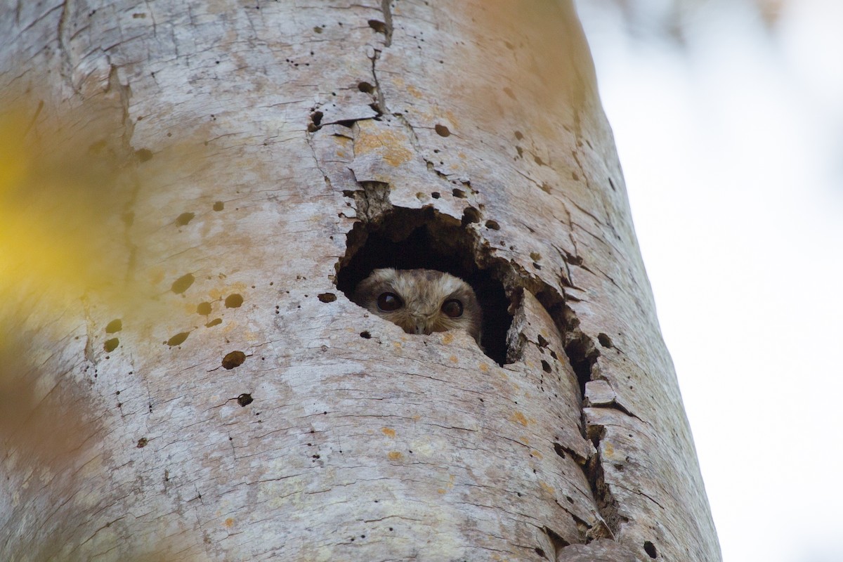 Bare-legged Owl - ML252259701