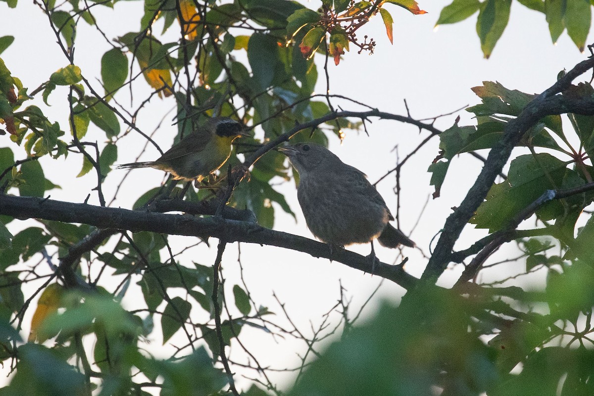 Brown-headed Cowbird - ML252260391