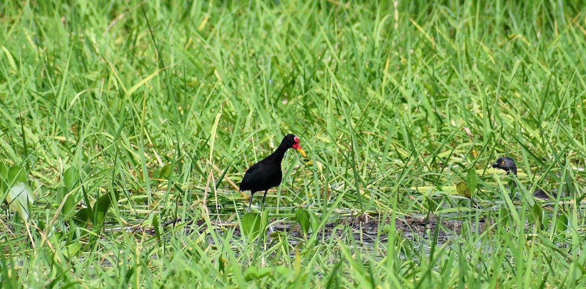 Jacana Suramericana - ML252261131