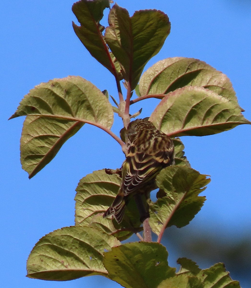 Pine Siskin - ML252262171