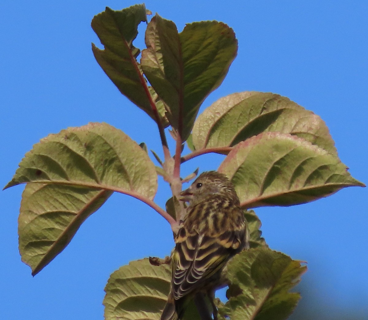 Pine Siskin - ML252262231