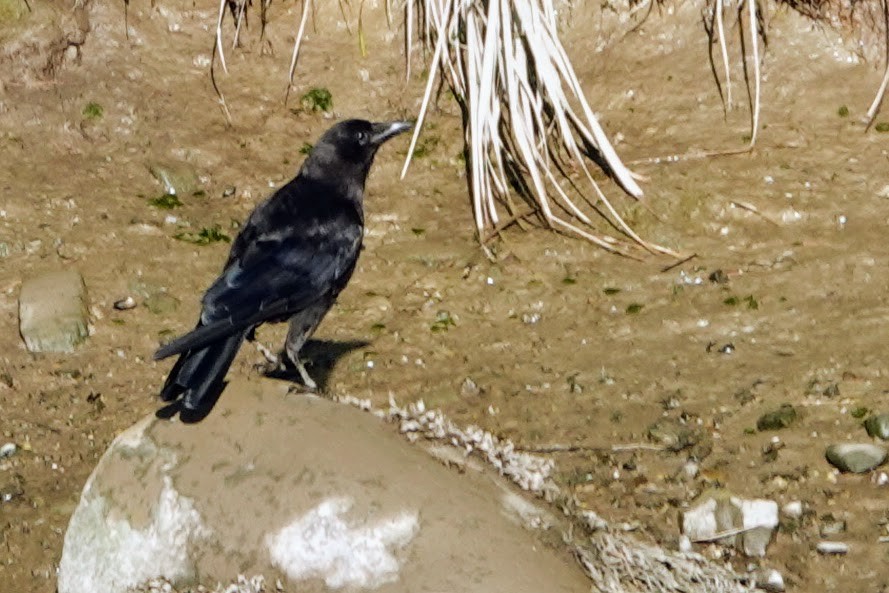 アメリカガラス - ML252263981