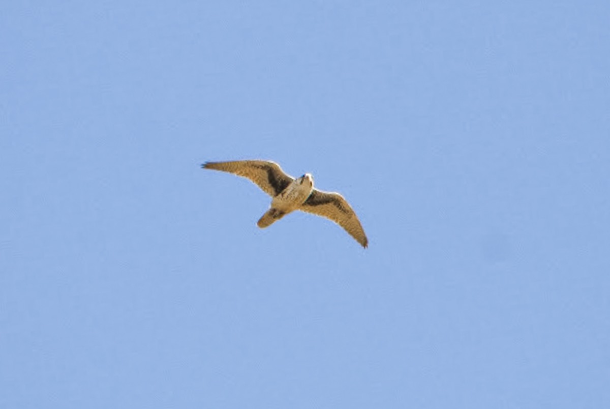 Prairie Falcon - ML252264741