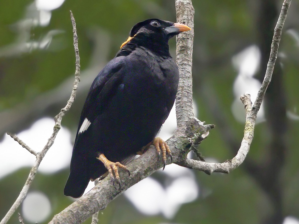 Sri Lanka Myna