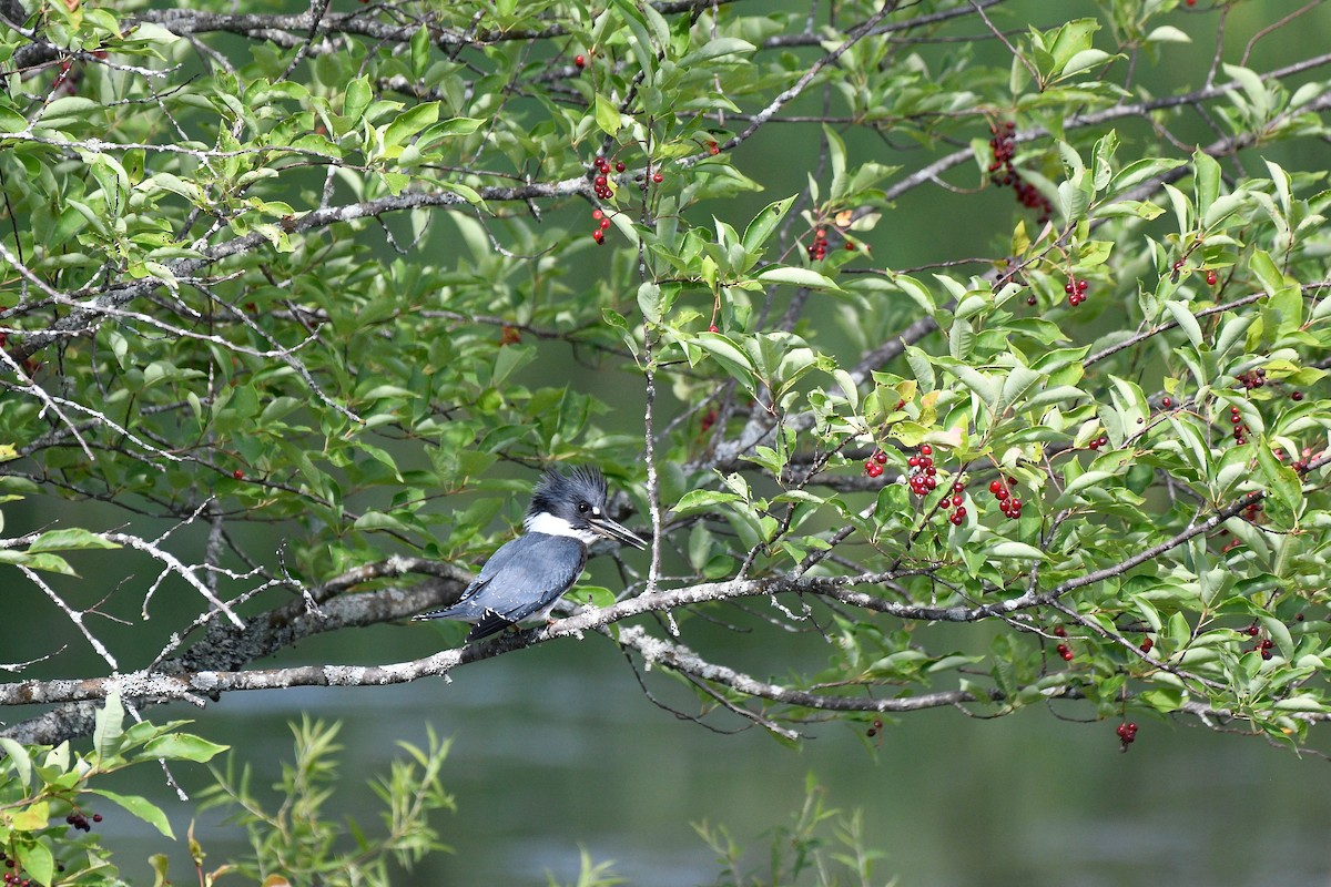 Belted Kingfisher - ML252268491