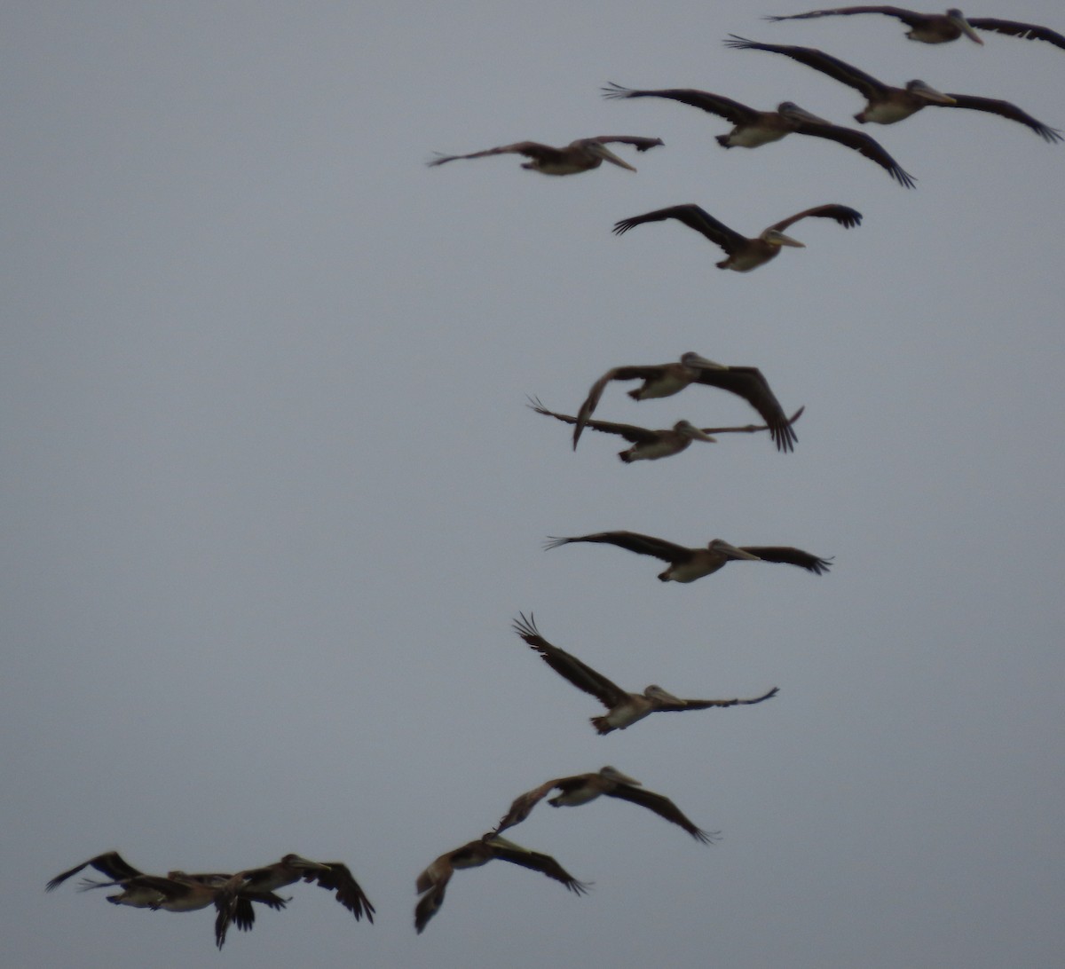 Brown Pelican - ML252268501