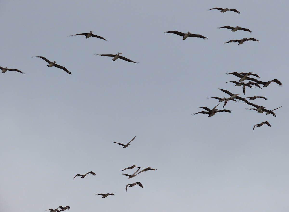 Brown Pelican - ML252268651