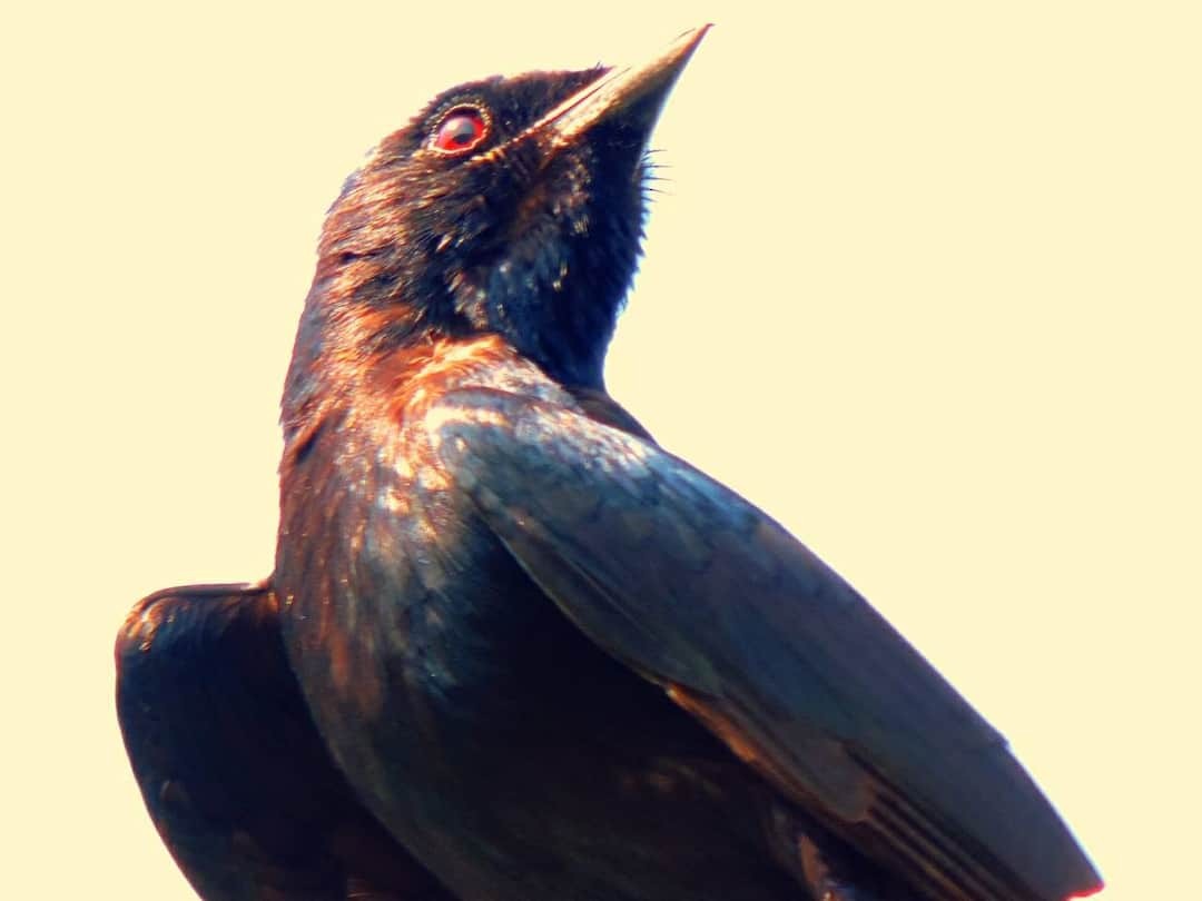 Black Drongo - ML252269241