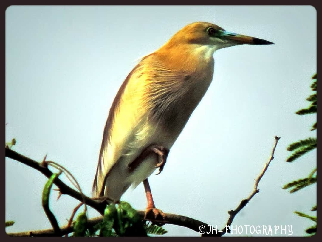 Indian Pond-Heron - ML252269321