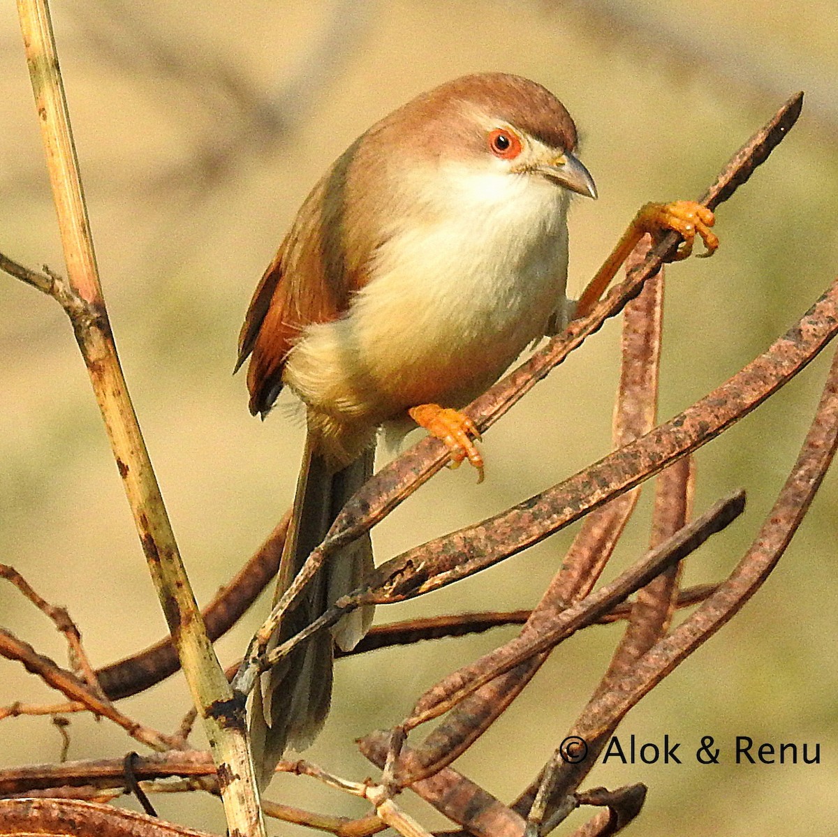 Yellow-eyed Babbler - ML252269331