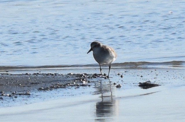 Semipalmated Sandpiper - Caleb Strand