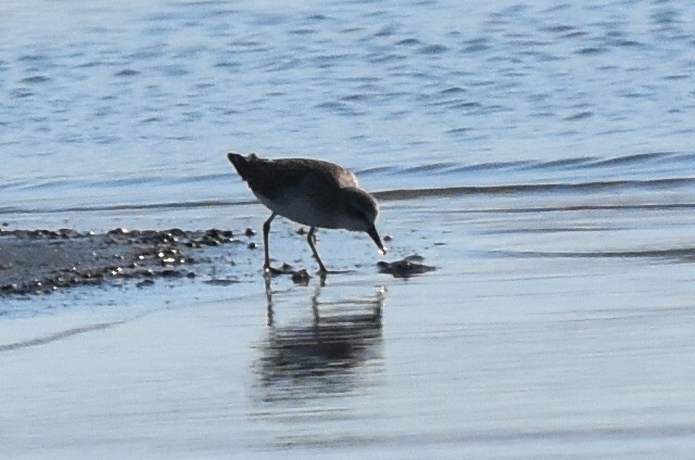 Semipalmated Sandpiper - ML252269791