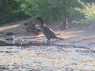 Double-crested Cormorant - ML252272101