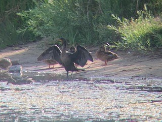 Double-crested Cormorant - ML252272111