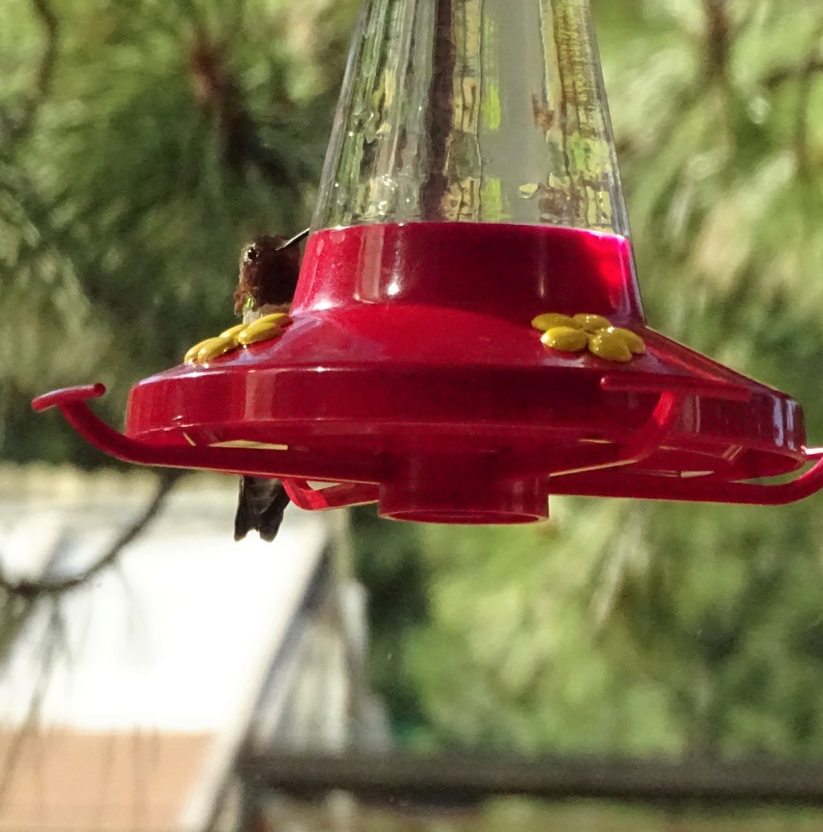 Anna's Hummingbird - ML252272261