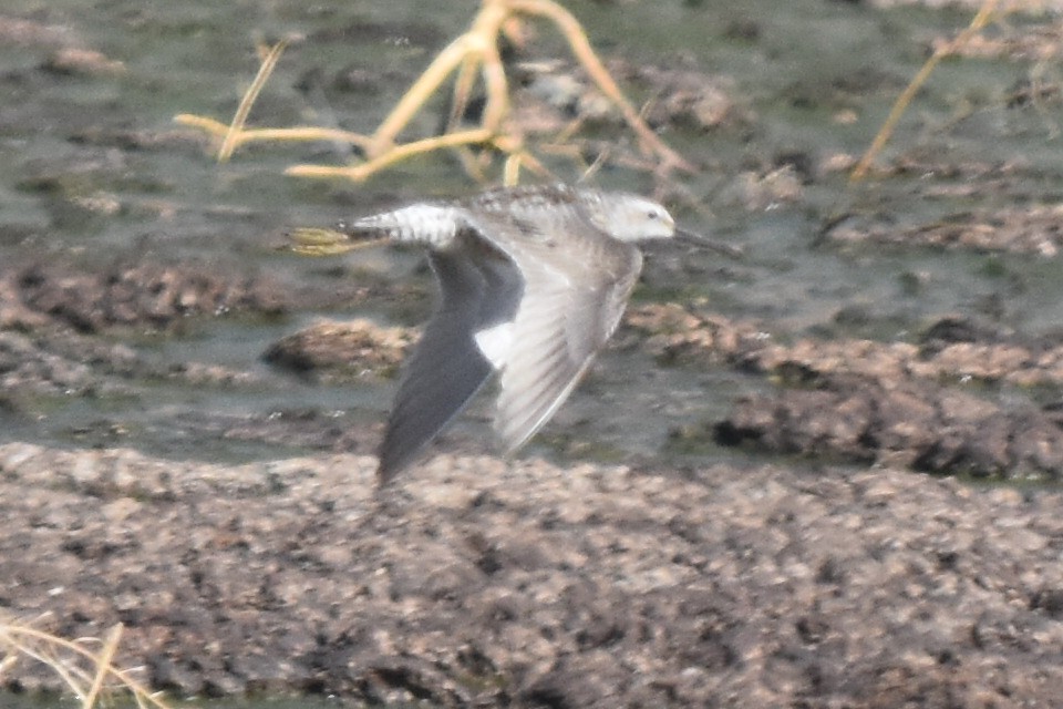 Stilt Sandpiper - ML252272591