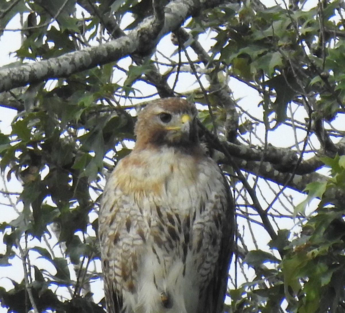 Red-tailed Hawk - ML252273061