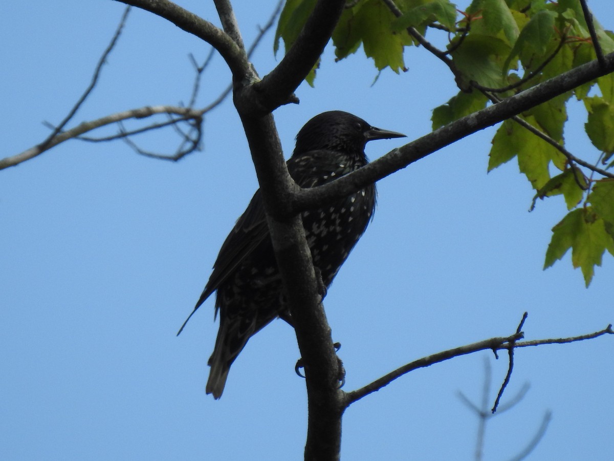 European Starling - ML252273311