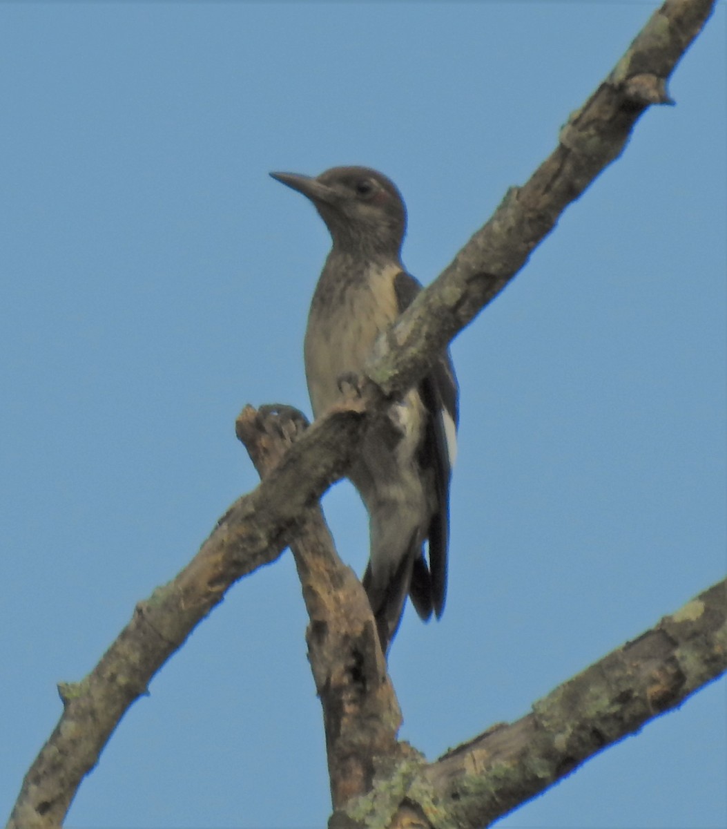 Red-headed Woodpecker - ML252273751