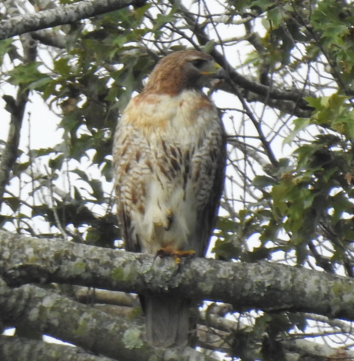 Red-tailed Hawk - ML252273911