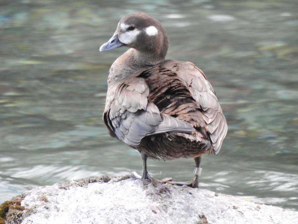 Harlequin Duck - Tammy Knuth