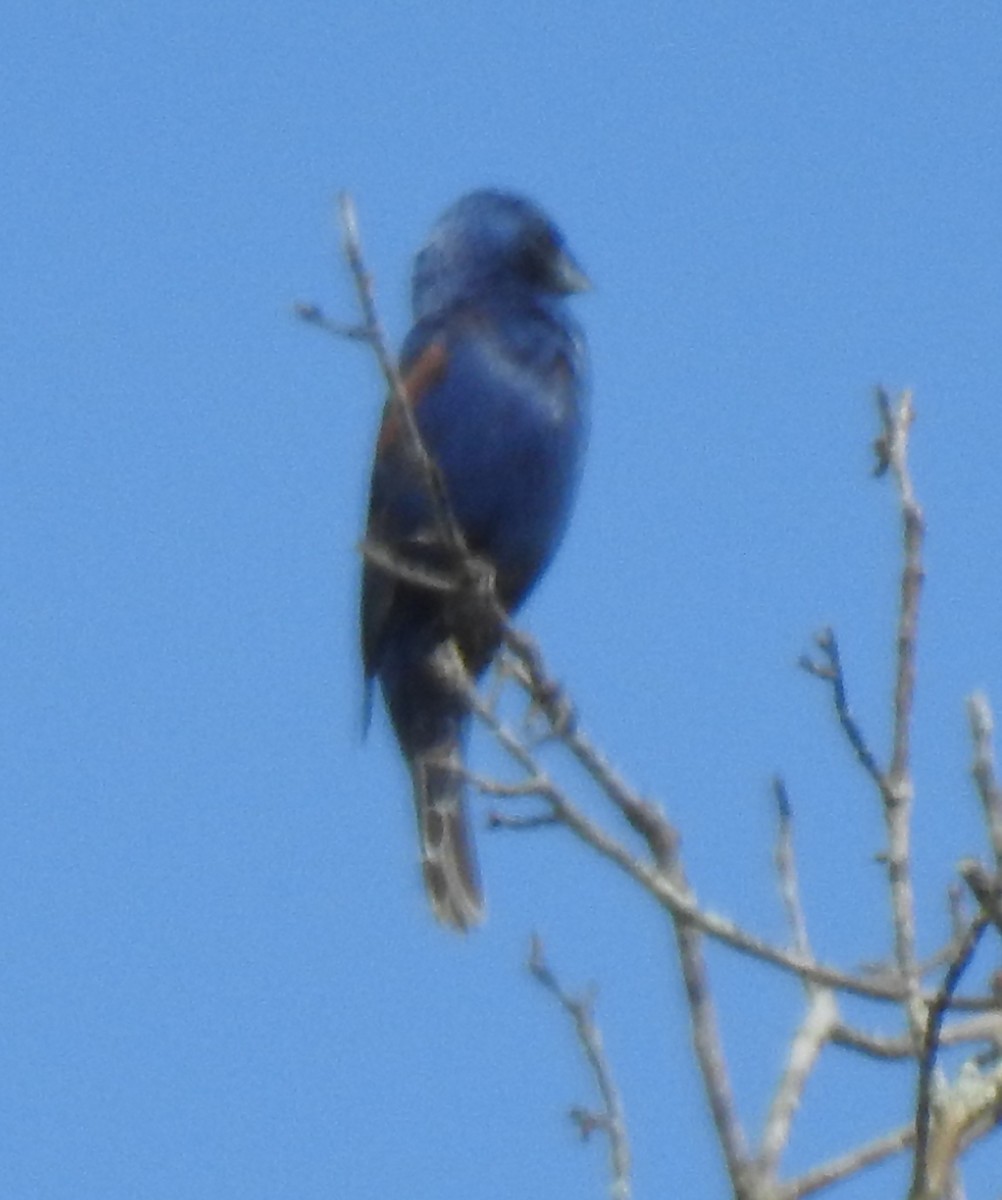 Blue Grosbeak - ML252274421