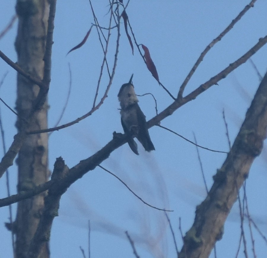 Ruby-throated Hummingbird - ML252274501