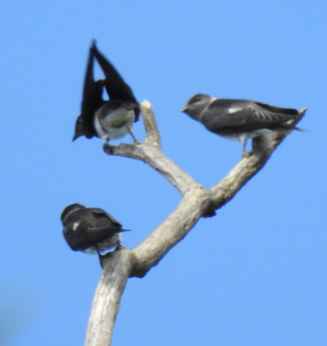 Purple Martin - ML252274631