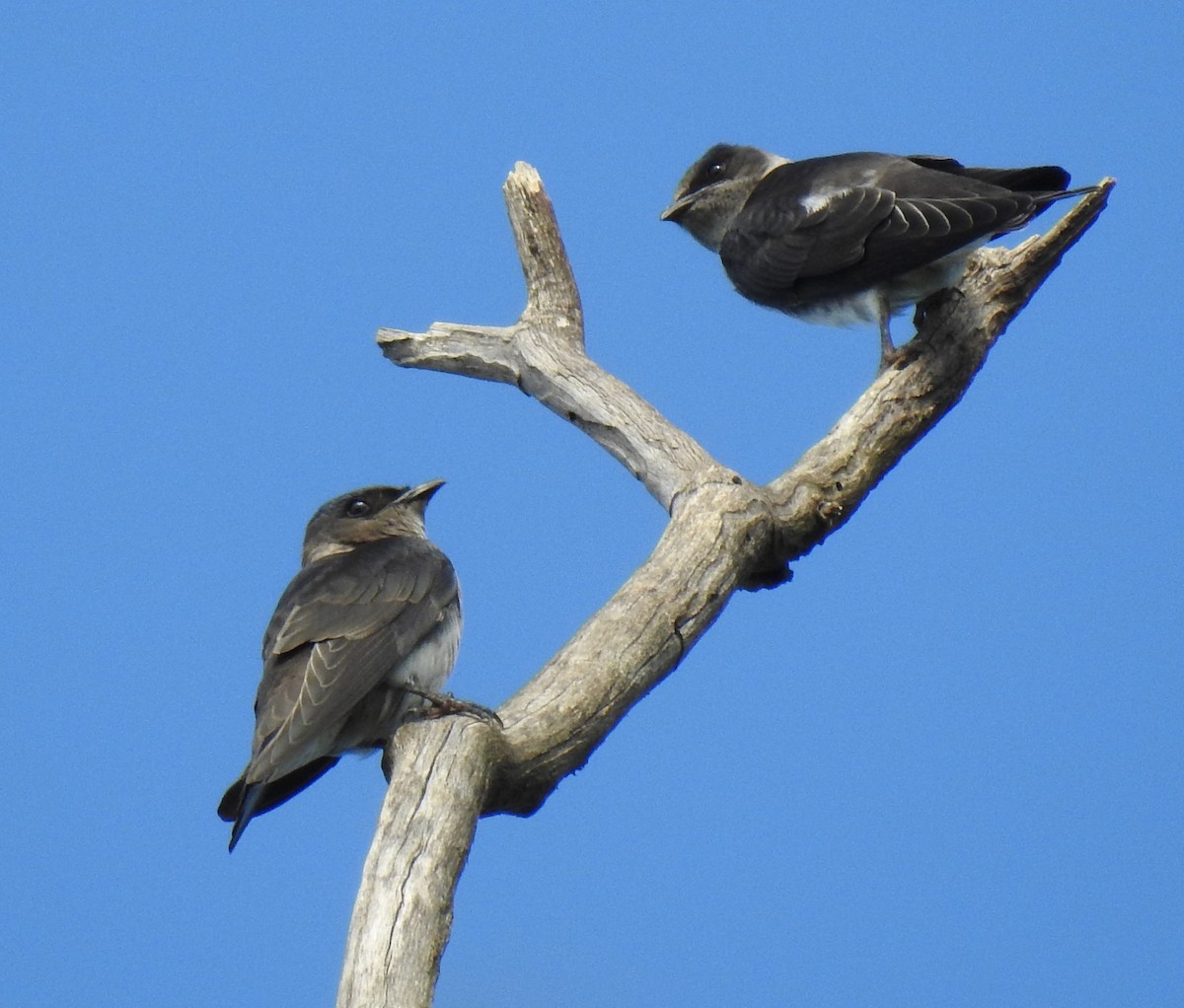 Purple Martin - ML252274721