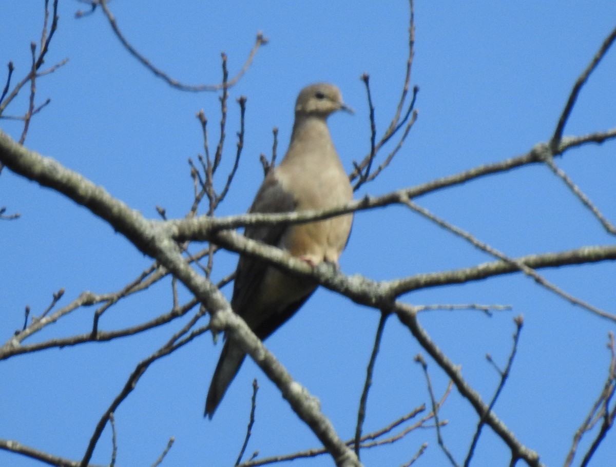 Mourning Dove - ML252274921