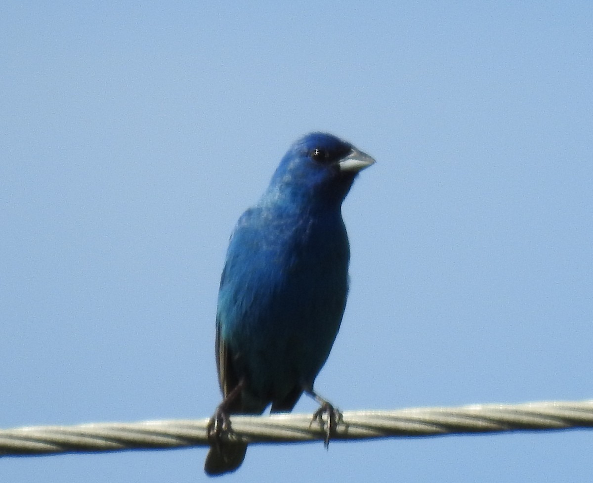Indigo Bunting - ML252275001