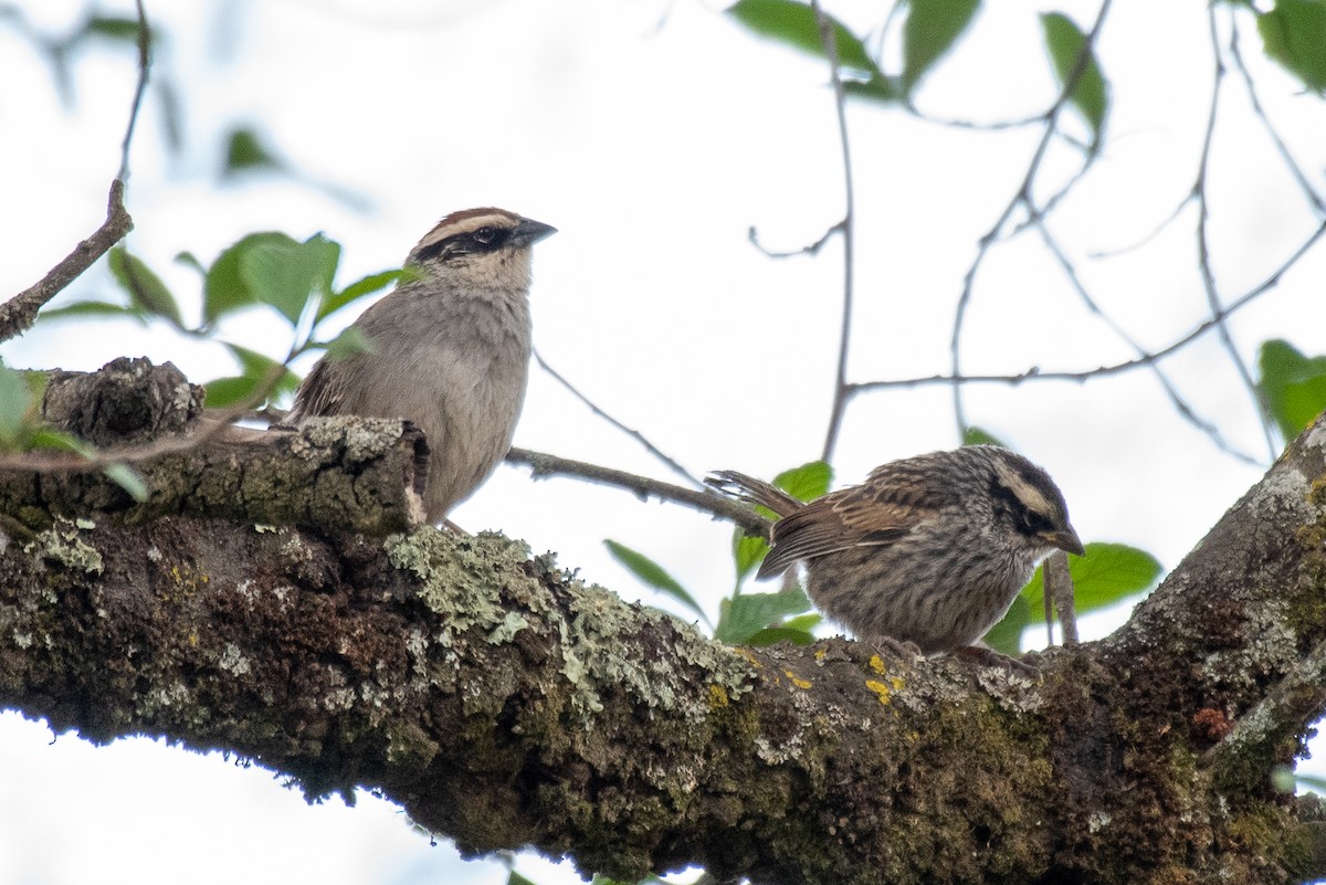 Striped Sparrow - ML252276681