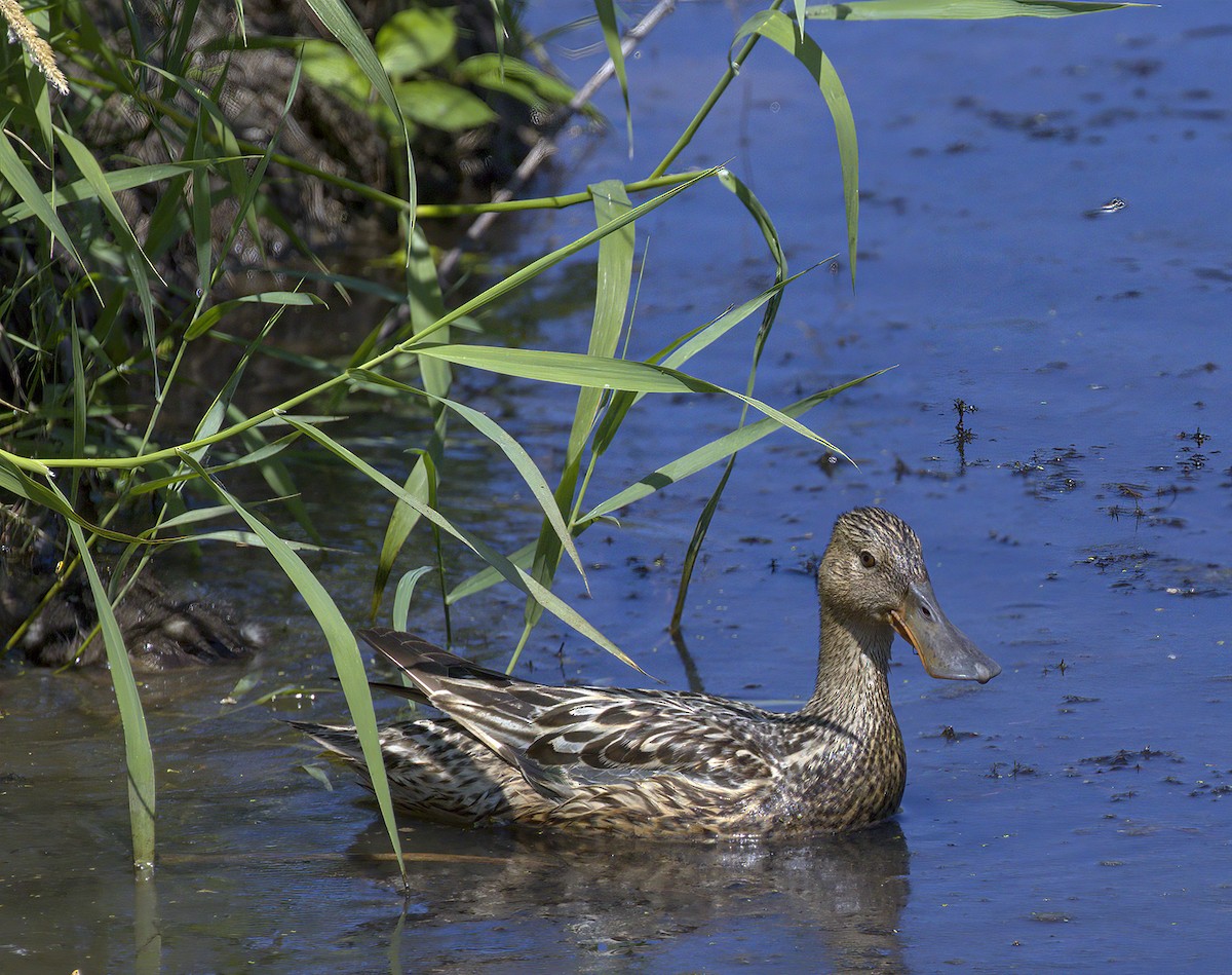 Northern Shoveler - Gregory Johnson