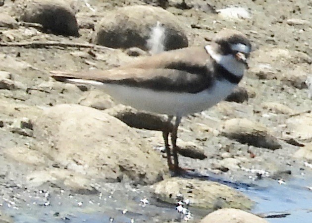 Semipalmated Plover - ML252278721