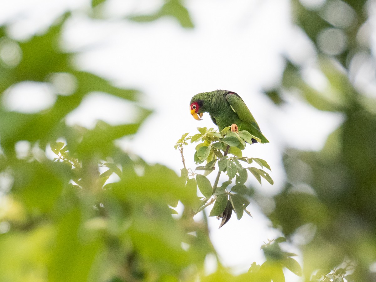 Yellow-lored Parrot - ML252280271