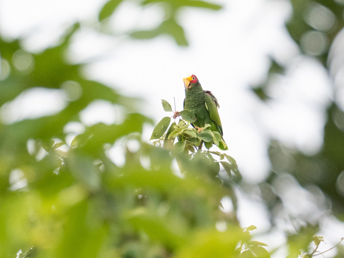 Yellow-lored Parrot - ML252280311