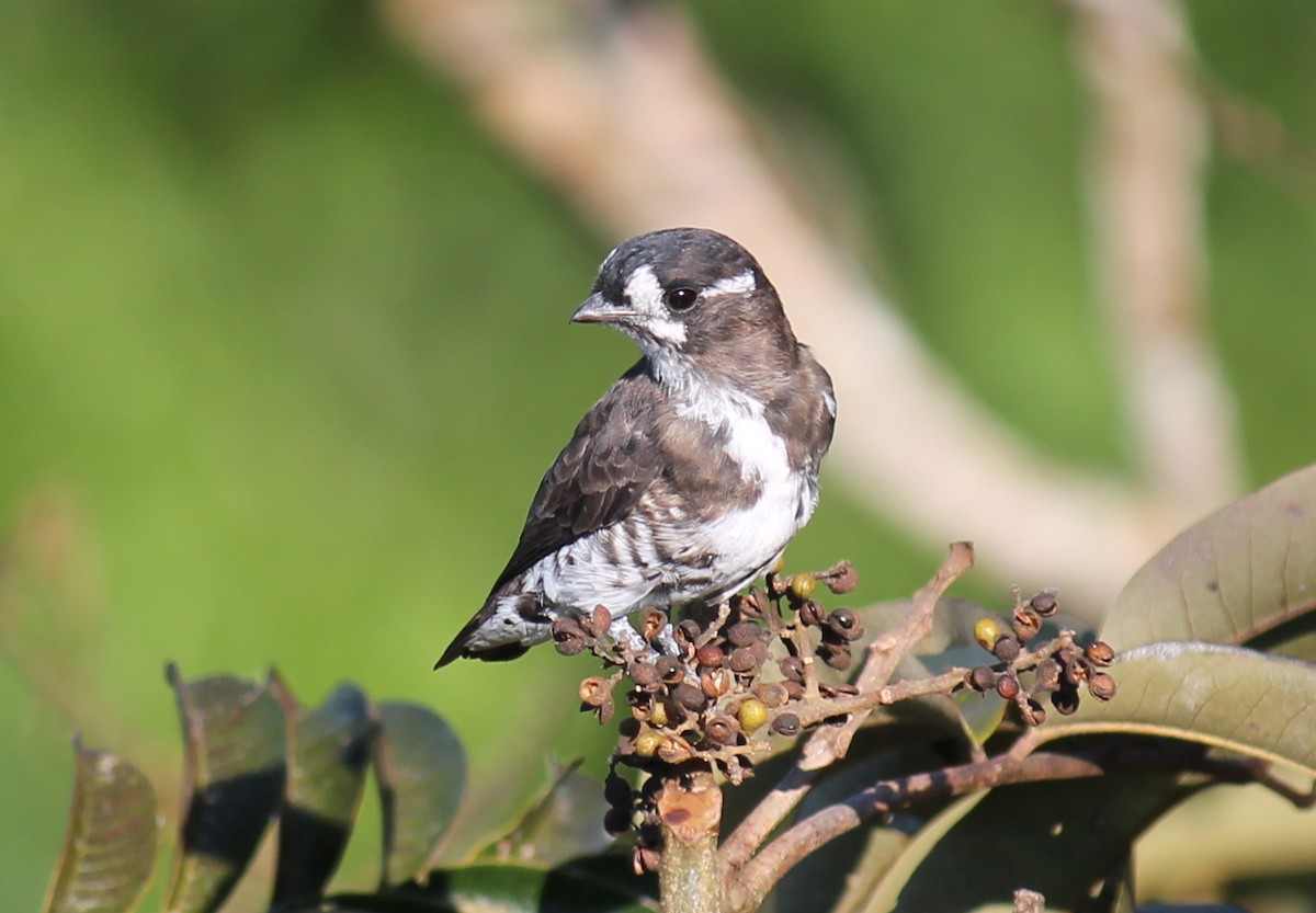 White-browed Purpletuft - ML252281881