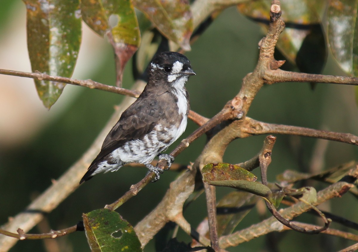 White-browed Purpletuft - ML252282271