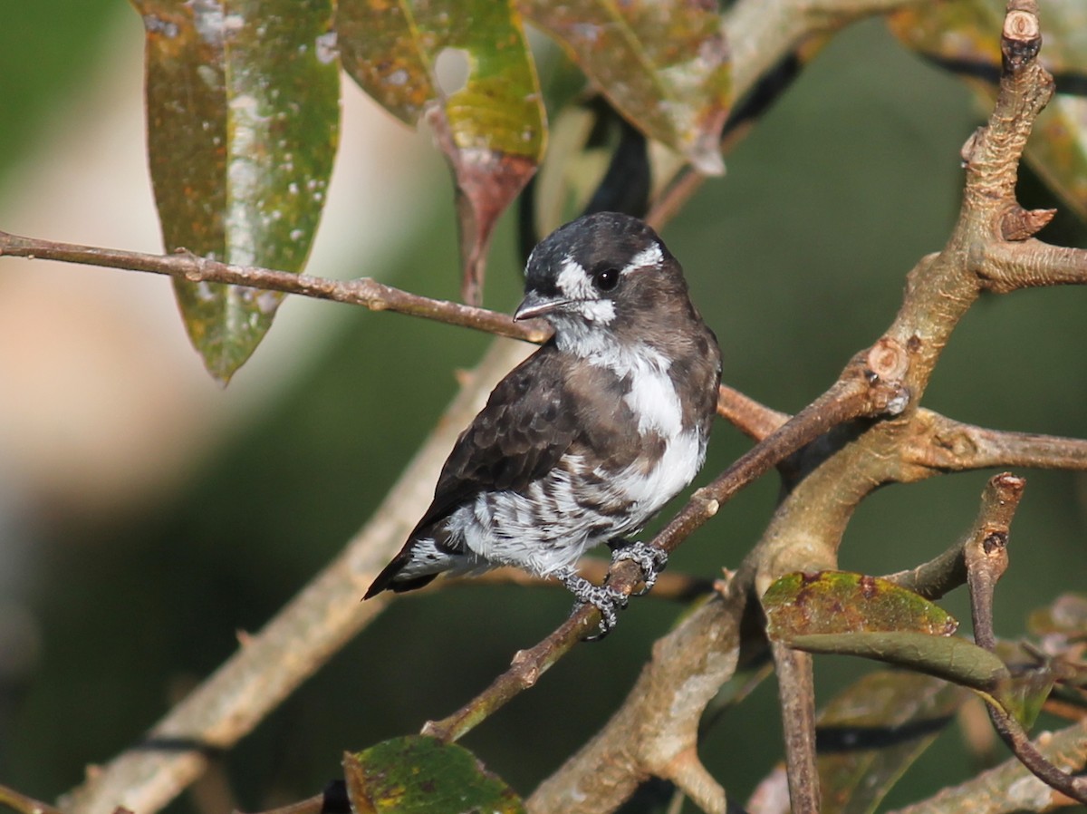 White-browed Purpletuft - ML252282301