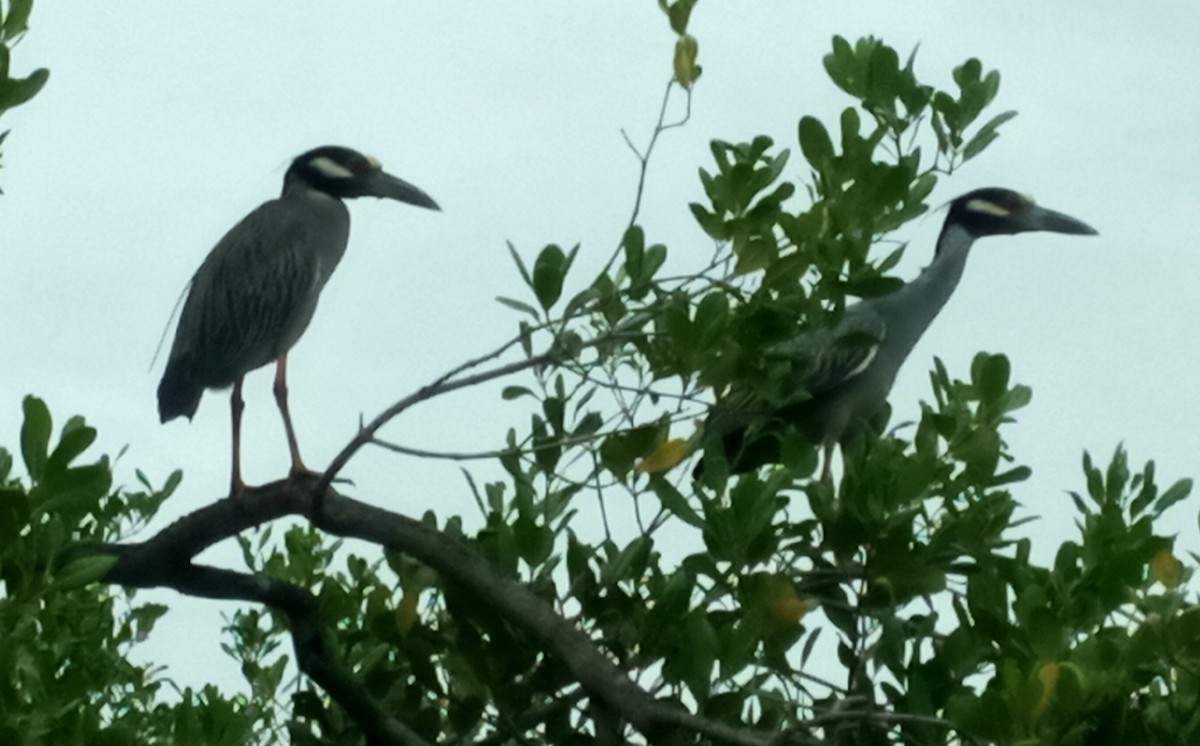 Yellow-crowned Night Heron - ML252283961