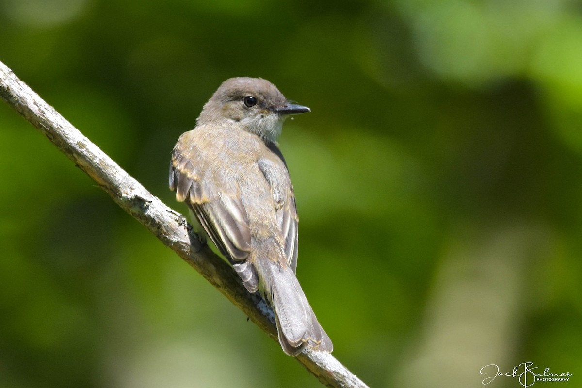 Eastern Phoebe - ML252284111