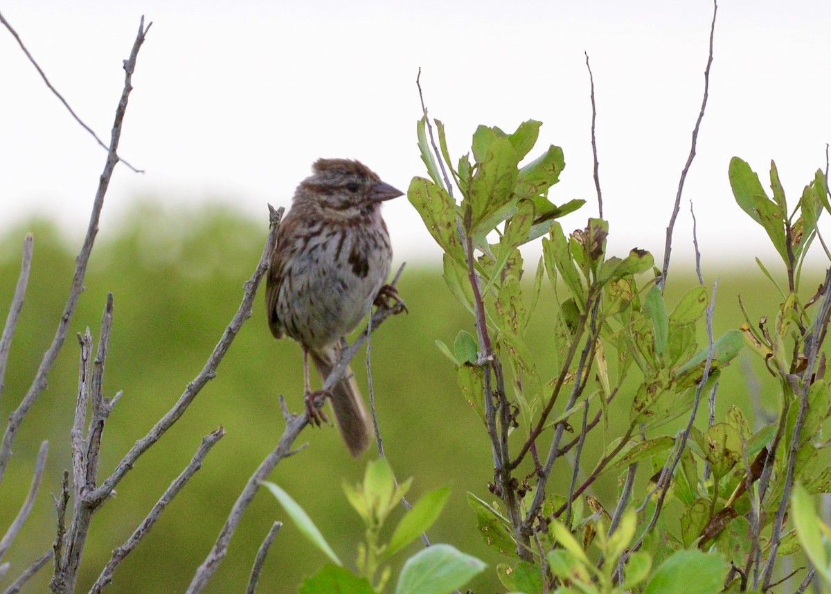 Song Sparrow - ML252284541