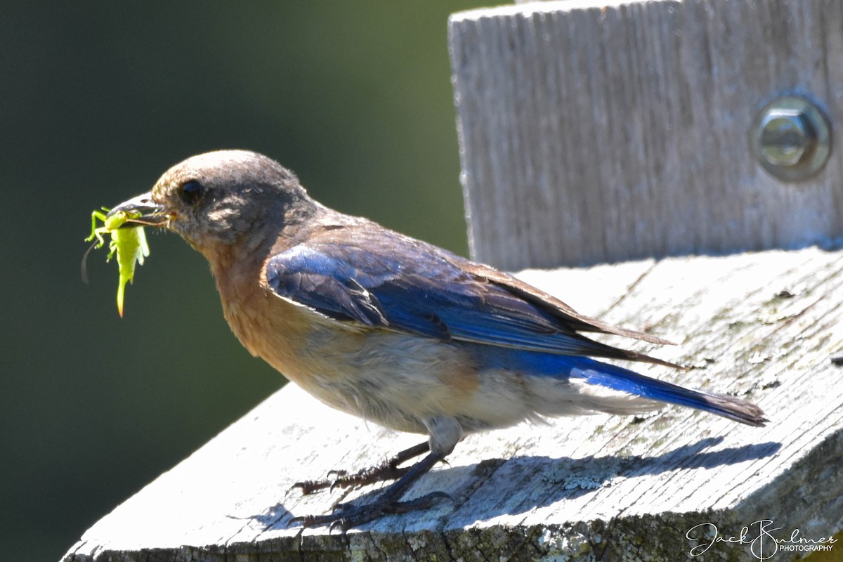 Eastern Bluebird - ML252284781