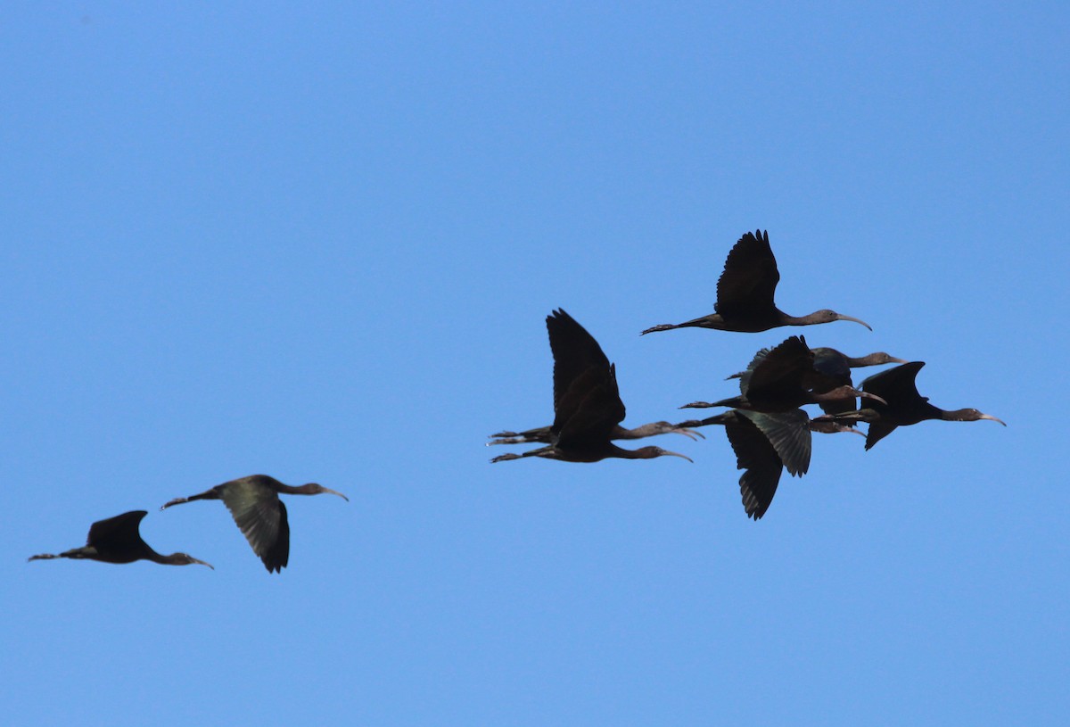 Beltzaran arrunta - ML252287601