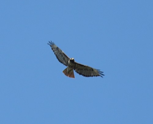 Red-tailed Hawk - Marlowe Kissinger