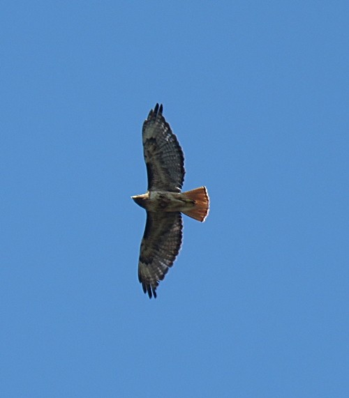 Red-tailed Hawk - Marlowe Kissinger