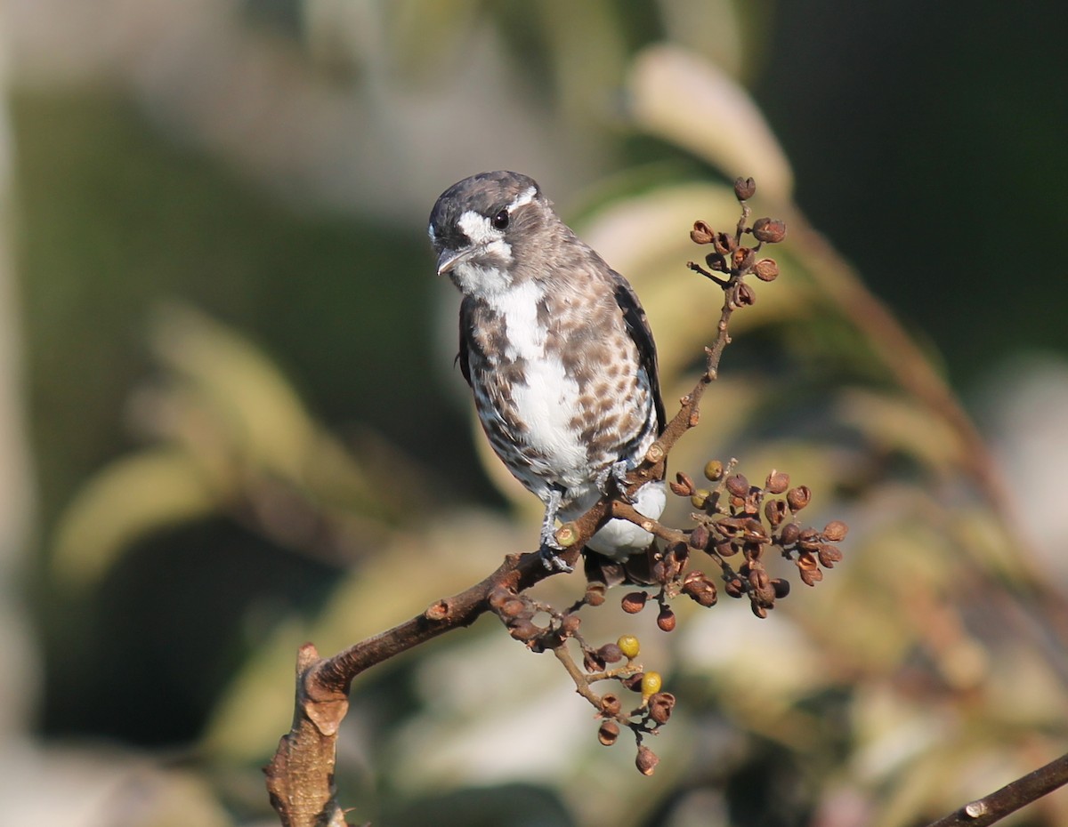 White-browed Purpletuft - ML252289041