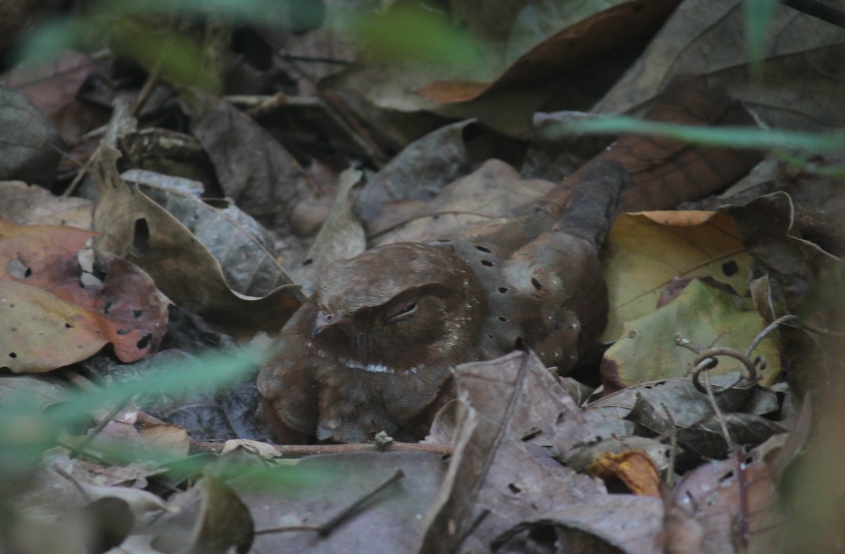 Ocellated Poorwill - Stephan Lorenz